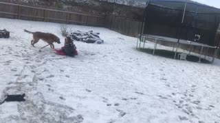 Golden Retriever Rips Sled Out From Under Little Girl