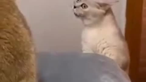 funny cat videos,funny cats,cat videos,funny cat,funny animals,funny caty