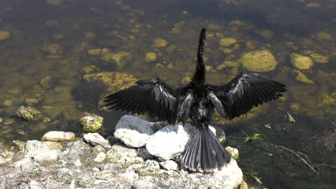 Anhinga drying up its feathers near pond in Florida