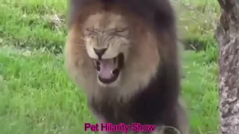 Dogs meet tigers, can't stop laughing hilariously🐶🐅😂| Funny dog videos| Funny animal video-2023😂