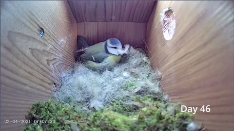 From empty nest to first egg in less than 8 minutes! - BlueTit nest box live camera highlights