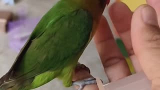 Free Fly Trainning Lovebird _ Smart Lovebird