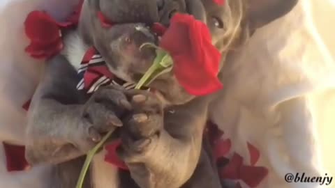 The dog ate the red roses as food