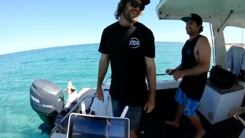Diving with sharks and dangerous jellyfish . Spearfishing catch and cook
