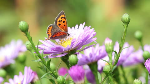 Butterfly On Summer Flowers Close Up Free Video