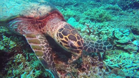 Turtle munching on coral using flipper to get a good bite .