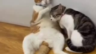 Cats hug each other
