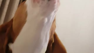 Beagle Howls His Heart Out!