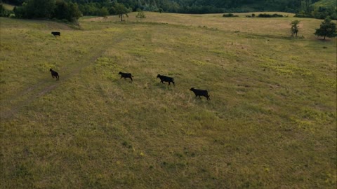 Aerial view of some cows in Rossoreggio, Emilia-Romagna, Italy