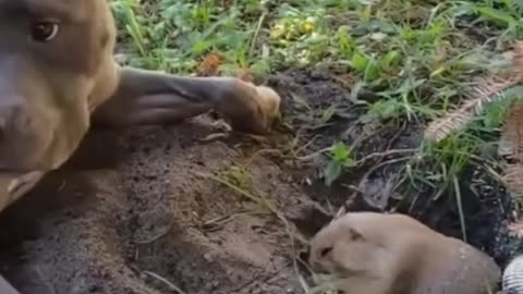 Canine vs Gopher