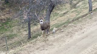 Big Gorgeous Buck