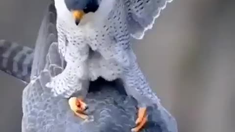 Most Beautiful Birds