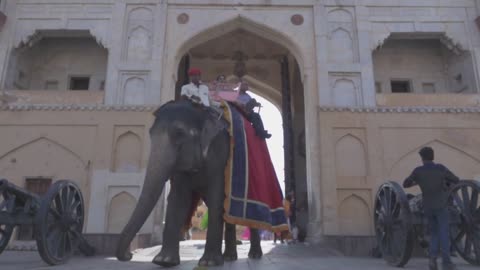 Amer Fort Jaipur Rajasthan India 20 Elephants