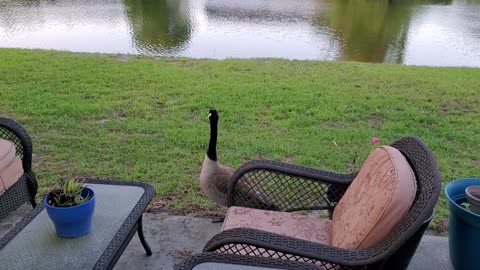 Zeek the Goose, Broken Arrow, our special Muscovy Duck.