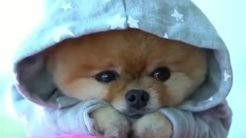 Awww I'm in Love!!!!!Cutest Dogs compilation. 😍
