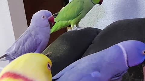 Pandemonium of Parrots Smother Owner with Kisses