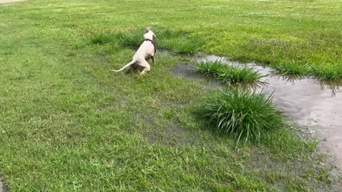Bella the Boxer Happily Plays in Puddle