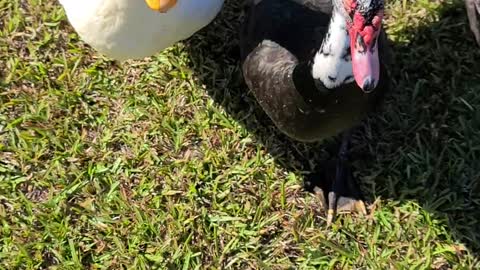 Angry and hungry ducks!