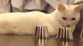 Cat knows How to Find the Ball Under the Cups