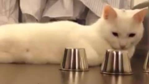 Cat knows How to Find the Ball Under the Cups