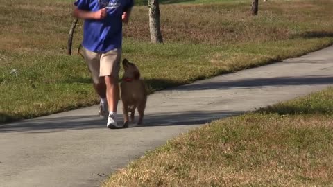 Golden Retriever Puppy Dog Training