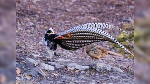 Golden pheasant with rainbow-like feathers and long tails