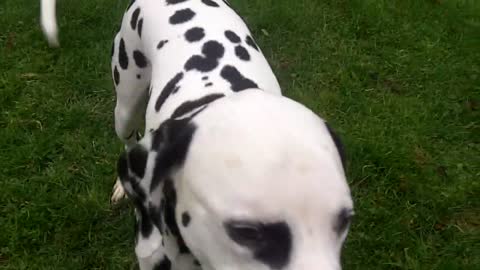 Dalmatian Cooper & Vizsla Wilson.