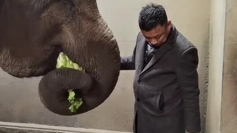 The breeder feeds Chinese cabbage to the elephant