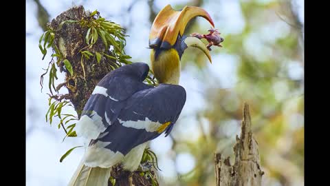 Hornbill bird