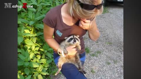 A Cute Raccoon