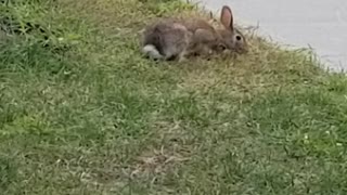 Morning Guest | Bunny in my front yard.