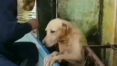 Dog Rescue From Water