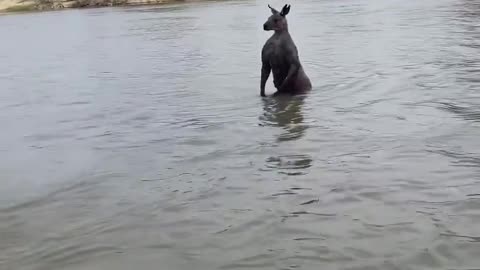 A man saves his dog from being drowned by a wild kangaroo.