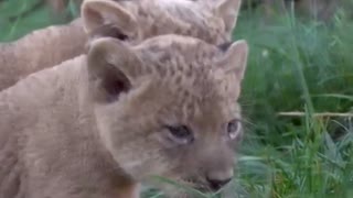 Lion cubs make their public debut at Ohio zoo
