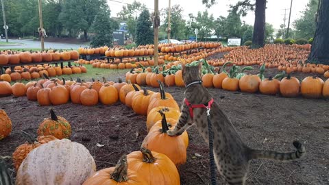 Family lets cat pick out pumpkin in yearly tradition