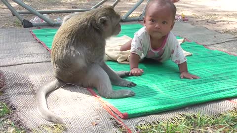 Monkey and baby paying