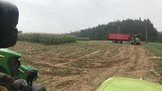 A Group Of Wild Boars Make A Surprise Appearance In A Corn Field