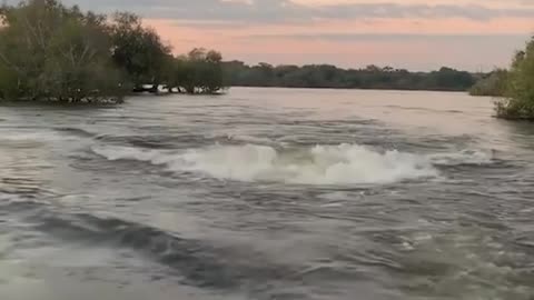 scary moment where a hippo chases people in a speedboat