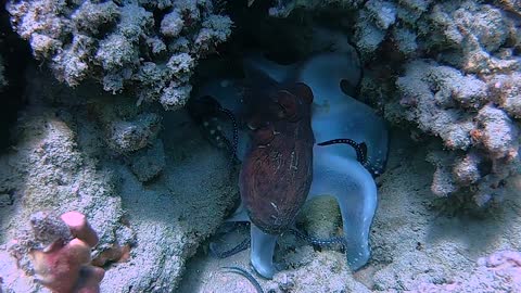 Octopus Hides Amongst Coral