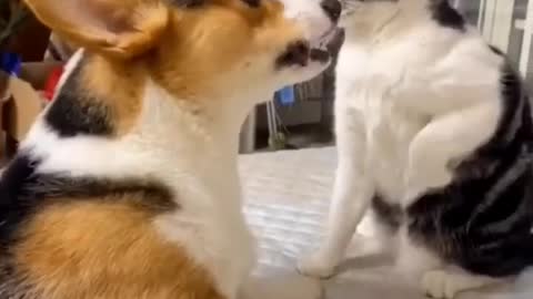 Fight Between Cute Dog & Cat