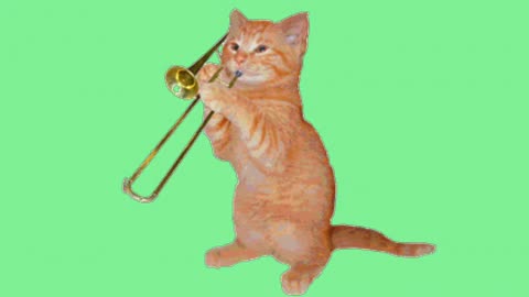 TIME TO DANCE - A BEAUTIFUL WELL TRAINED CAT PLAYING A MUSIC INSTRUMENT
