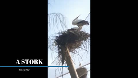 A stork in its nest