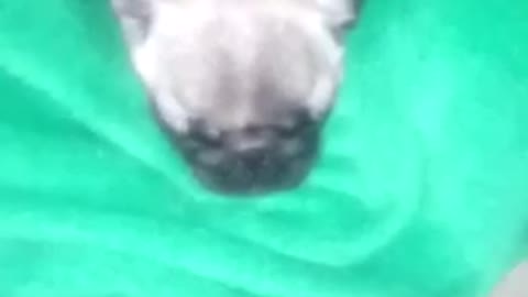 pug sleeps and snores