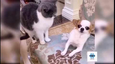 TRY NOT TO LAUGH - Funny Cats and Dogs Video Compilation