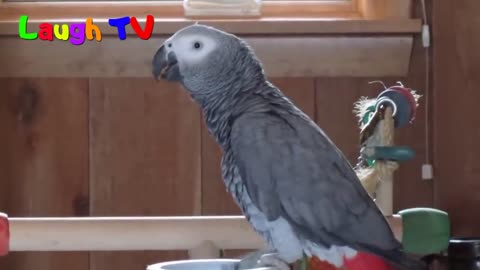 Funny Parrot - A Cute Funny Parrots Talking Videos Compilation