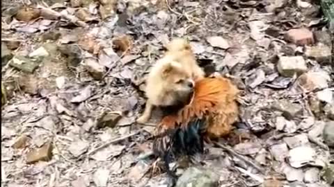 Best Funny Dog Fight Video (How the hearts of the chickens are too big)