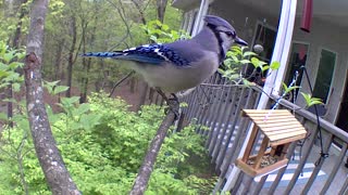 Singing bluejay on the branch