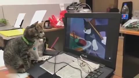 Amazing video of two cats watching Tom and Jerry