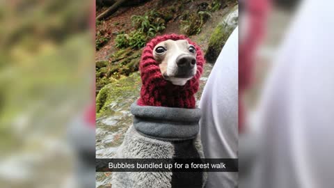 Hilarious Dog Snapchats | Impawsible Not To Laugh