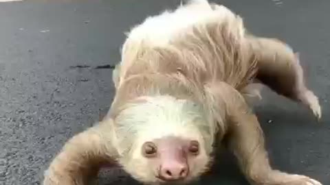 Awesome Sloths